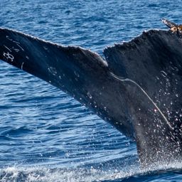 Fluke of CRC-22126