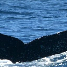 Fluke of HW-MN0523368