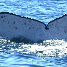 Fluke of CRC-21612