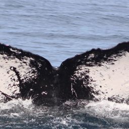 Fluke of HW-MN0523375