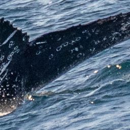 Fluke of HW-MN0523379