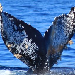 Fluke of CRC-22125