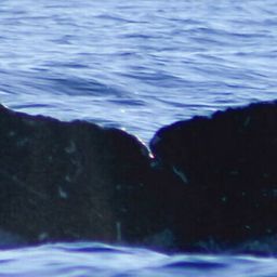 Fluke of HW-MN0523398