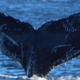 Fluke of HW-MN0523416