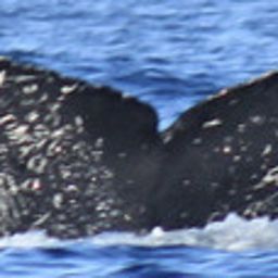 Fluke of CRC-23252