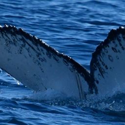 Fluke of HW-MN0523430