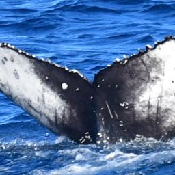 Fluke of CRC-22462