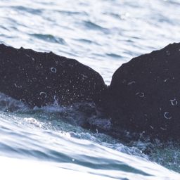 Fluke of CRC-21068