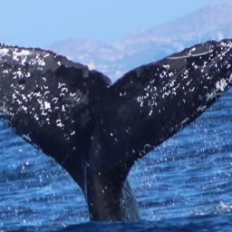 Fluke of HW-MN0523441