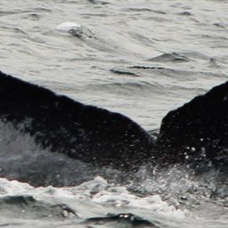 Fluke of HW-MN0523449