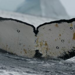Fluke of BTBEL-Mn22_019F_CEN