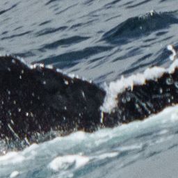 Fluke of HW-MN0523461
