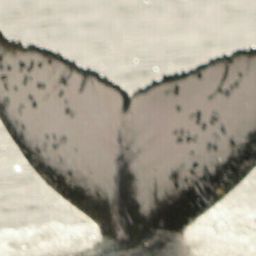 Fluke of HW-MN0523466