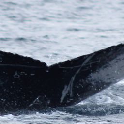 Fluke of CRC-22121