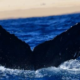 Fluke of CRC-21067