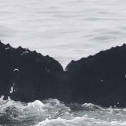 Fluke of CRC-21618