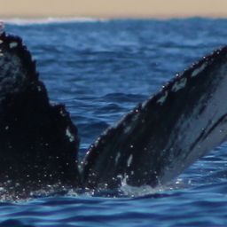 Fluke of CRC-20897