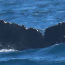 Fluke of HW-MN0523499