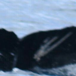 Fluke of HW-MN0523503