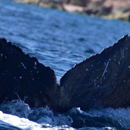 Fluke of HW-MN0523511