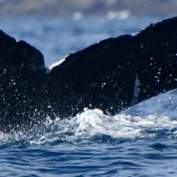 Fluke of HW-MN0523519