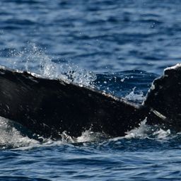 Fluke of HW-MN0523523