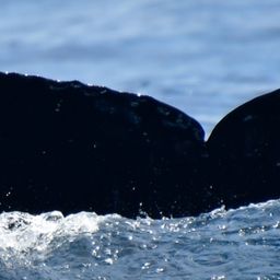 Fluke of CRC-21225