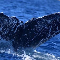 Fluke of HW-MN0523544
