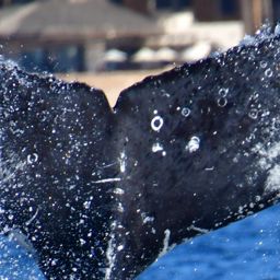 Fluke of HW-MN0523548