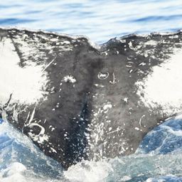 Fluke of HW-MN0523552