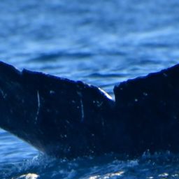 Fluke of HW-MN0523556