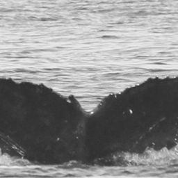 Fluke of CRC-15823