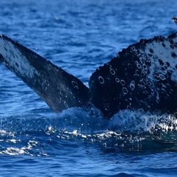 Fluke of HW-MN0523566