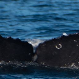 Fluke of CRC-21621