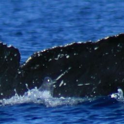 Fluke of HW-MN0523591