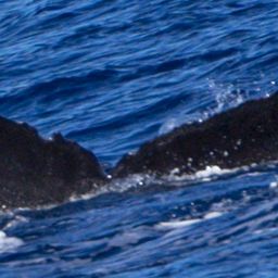 Fluke of HW-MN0444283