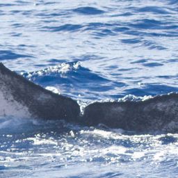 Fluke of HW-MN0444284