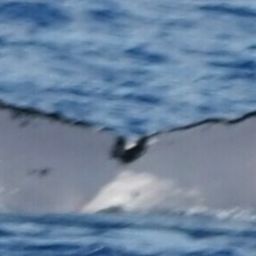 Fluke of HW-MN0444304