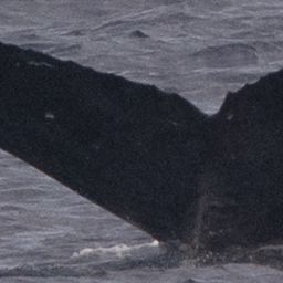 Fluke of HW-MN0444316