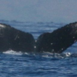 Fluke of HW-MN0444318