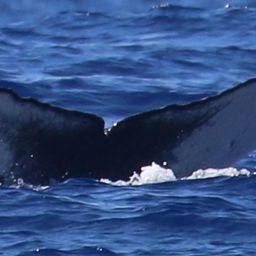 Fluke of HW-MN0444327