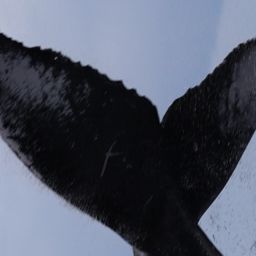 Fluke of HW-MN0444328