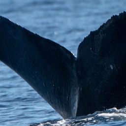 Fluke of HW-MN0444331