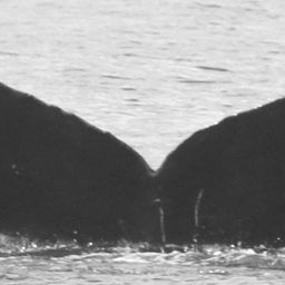 Fluke of Denali