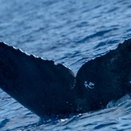 Fluke of HW-MN0444336
