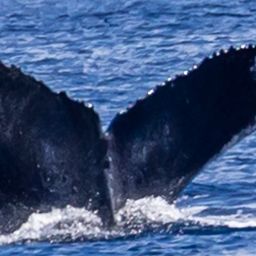 Fluke of HW-MN0444340