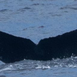 Fluke of HW-MN0444351