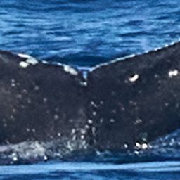 Fluke of CRC-21184