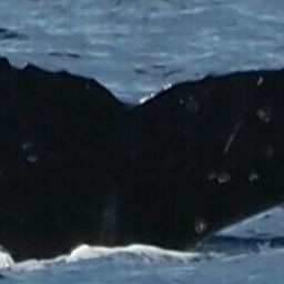 Fluke of HW-MN0444362