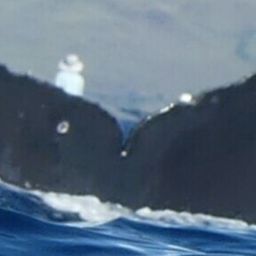Fluke of HW-MN0444366